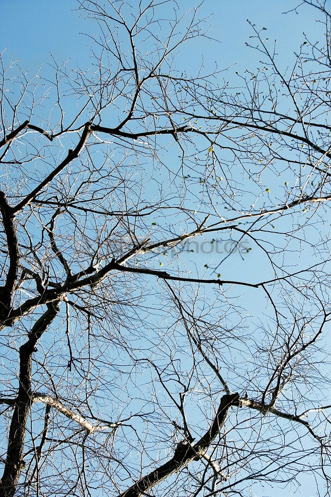 Similar – Image, Stock Photo points system Tree Clouds