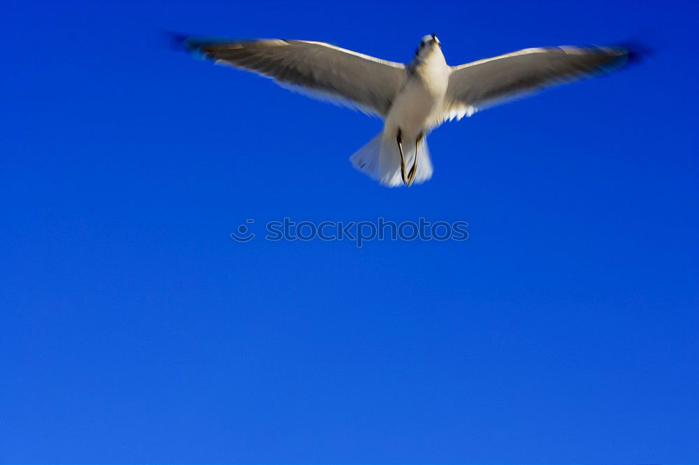 Similar – Image, Stock Photo Italian seagull Bird