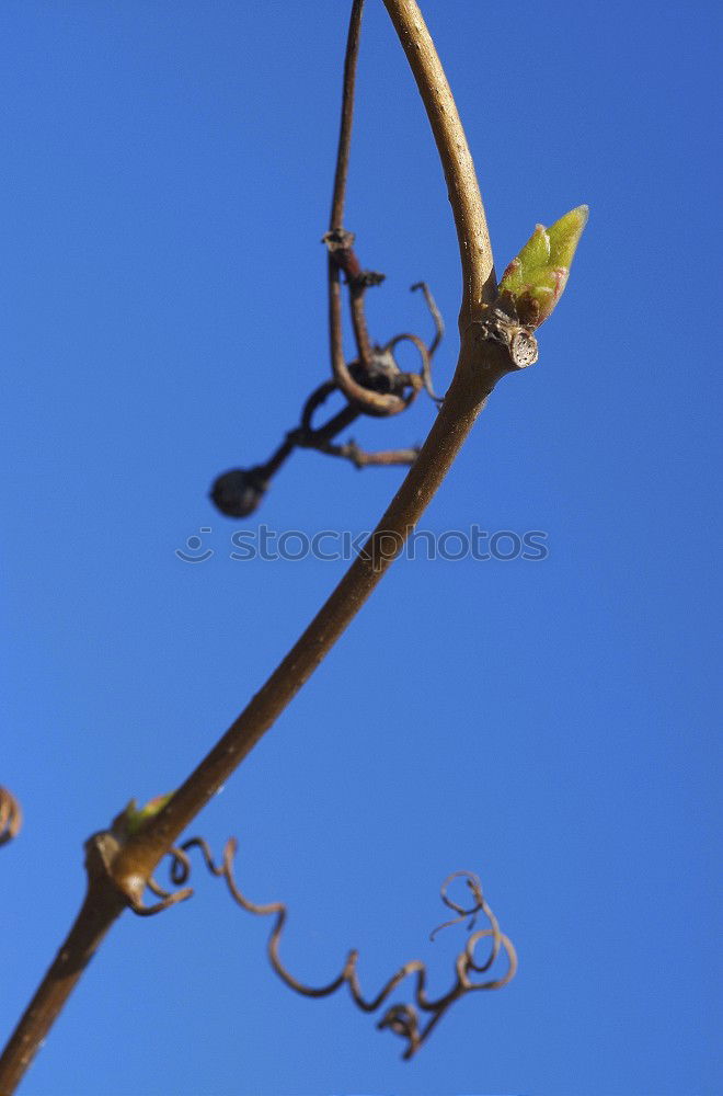 Similar – Image, Stock Photo spring Tree Leaf Green