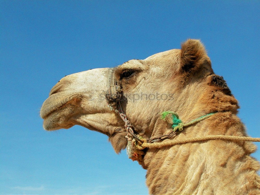 Similar – Image, Stock Photo empty quarter of desert a free