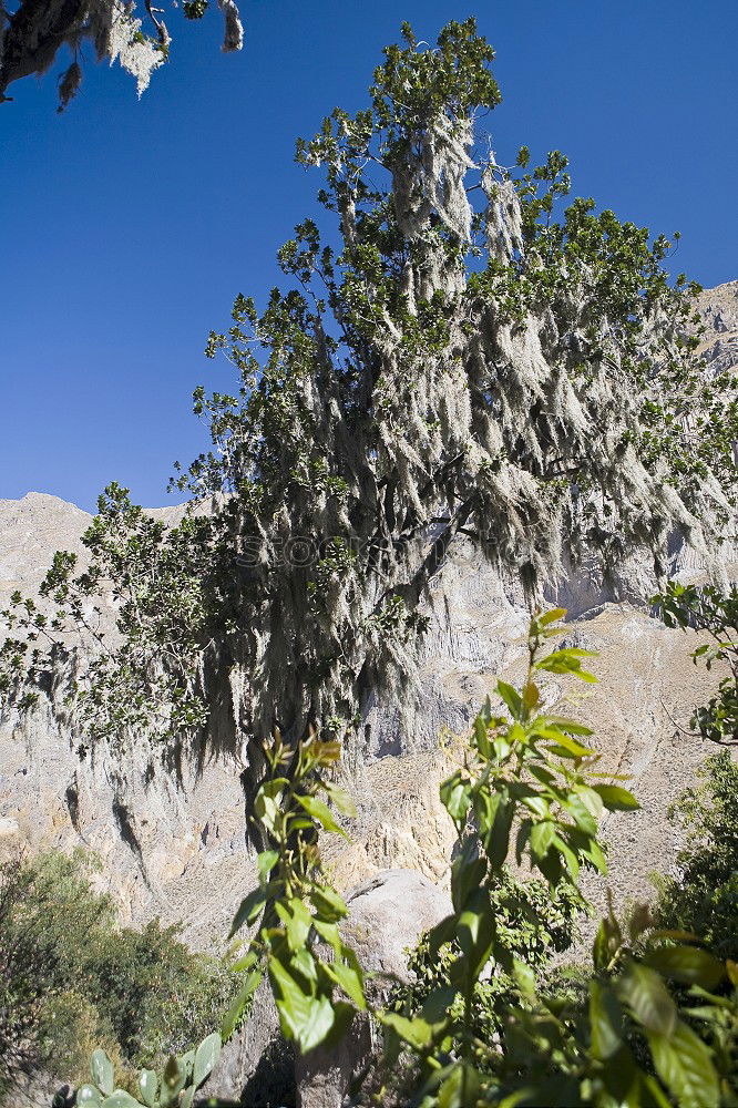 Similar – twisted tree Tree Branch