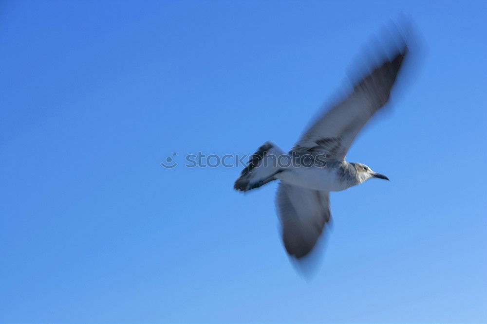 Similar – Great Freedom: Silver Gull ( Larus novaehollandia )