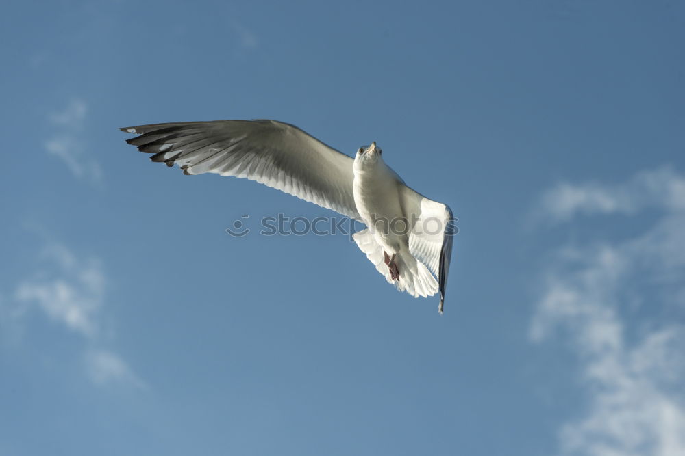 Image, Stock Photo Fly dolphin, fly! Seagull