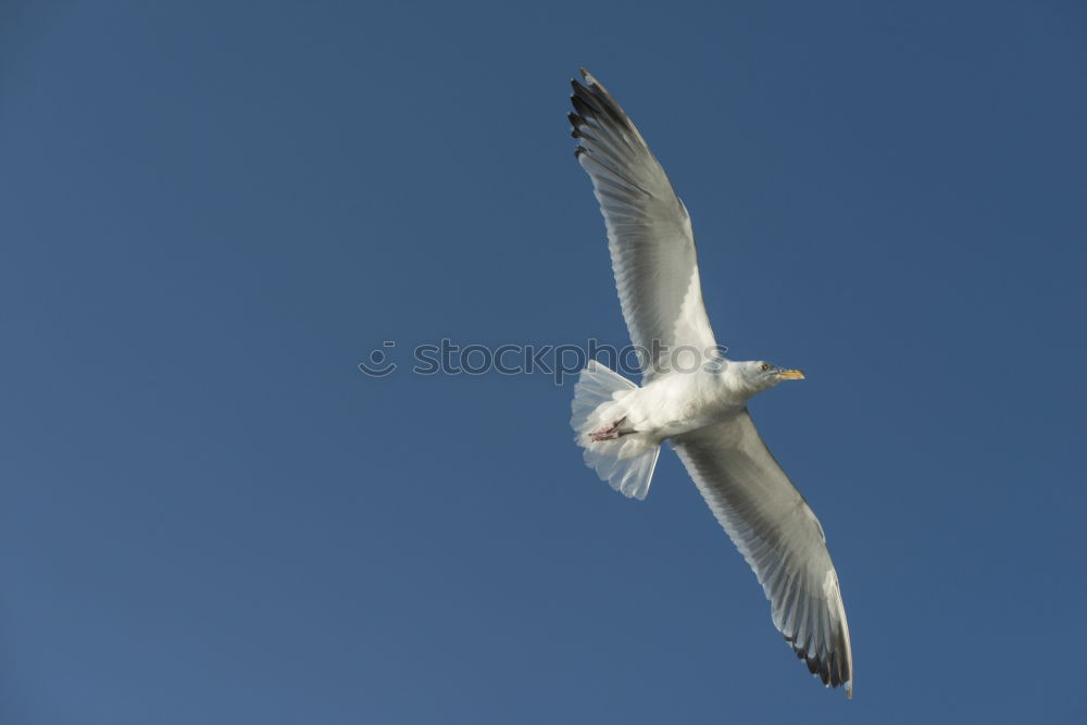 Similar – Foto Bild Möve Vogel Meer