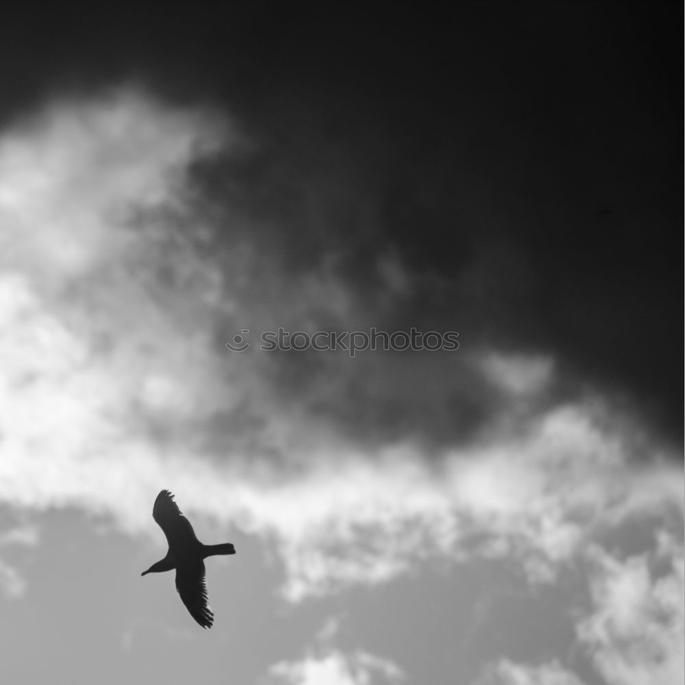 Similar – seagull Air Clouds Weather