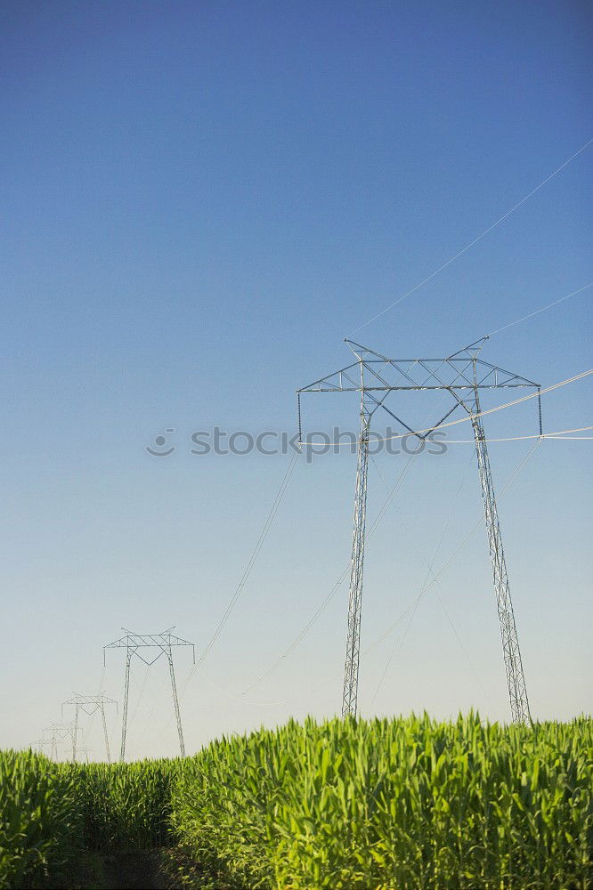 Similar – Foto Bild Raps unter Strom Rapsfeld
