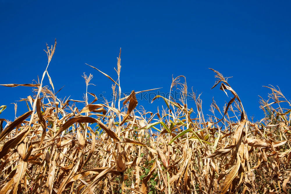 Similar – Image, Stock Photo After the harvest Deep