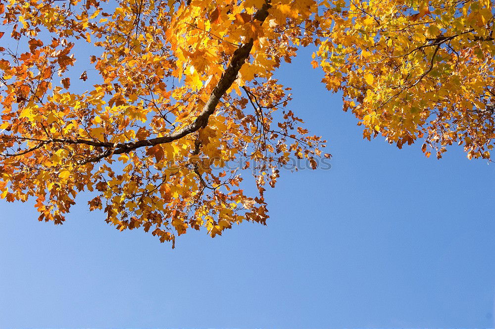 Similar – Es schreit nach Frühling.