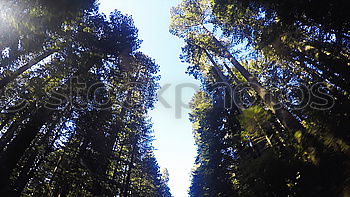 Similar – Foto Bild wald Baum Sträucher Wald