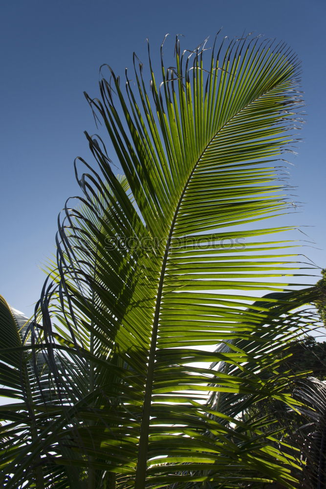 Similar – Image, Stock Photo #AS# sun kiss palm