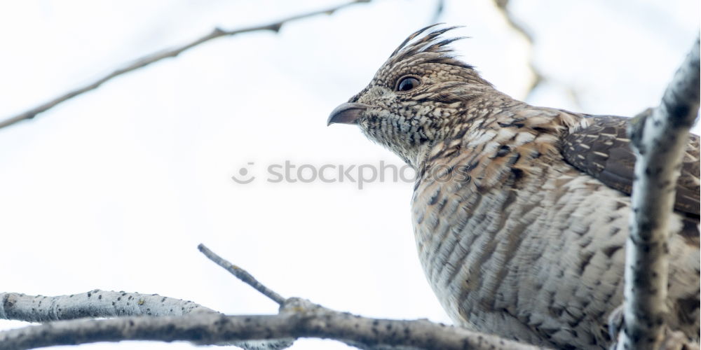 Similar – Blackbird in a sunny tree