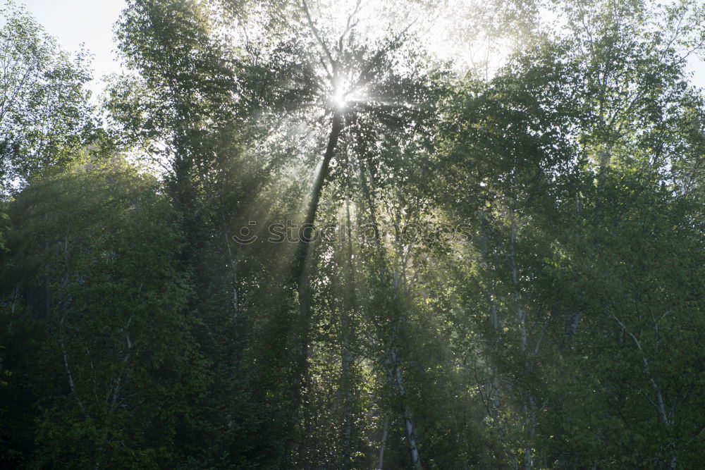 Similar – Image, Stock Photo sunshine in your heart Sun