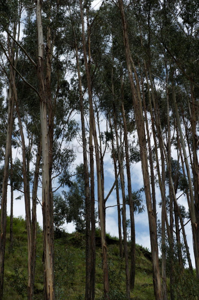 Similar – pinaceae II Tree Forest