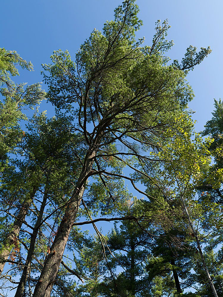 Similar – Jobneid Wald Holz Aussicht