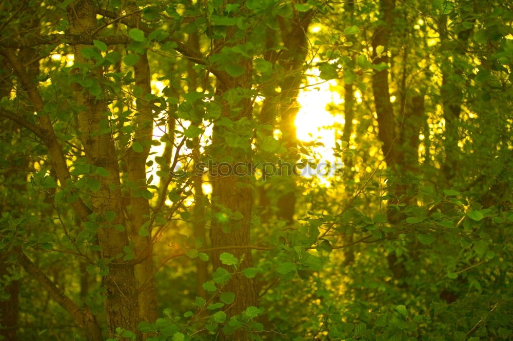 Similar – Image, Stock Photo Apple tree against the light