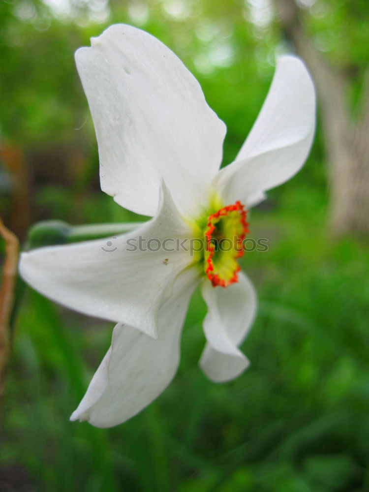 Similar – Foto Bild weiße Blütenpflanze Blume