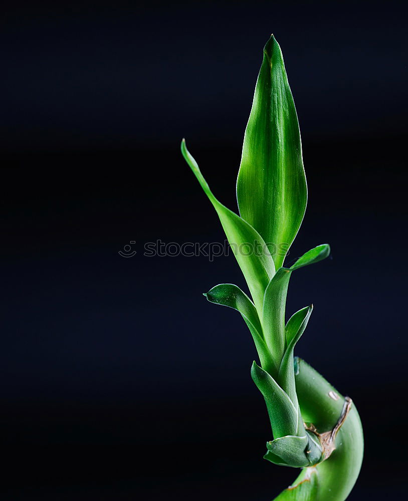 Similar – Ornamental garlic buds, Allium,