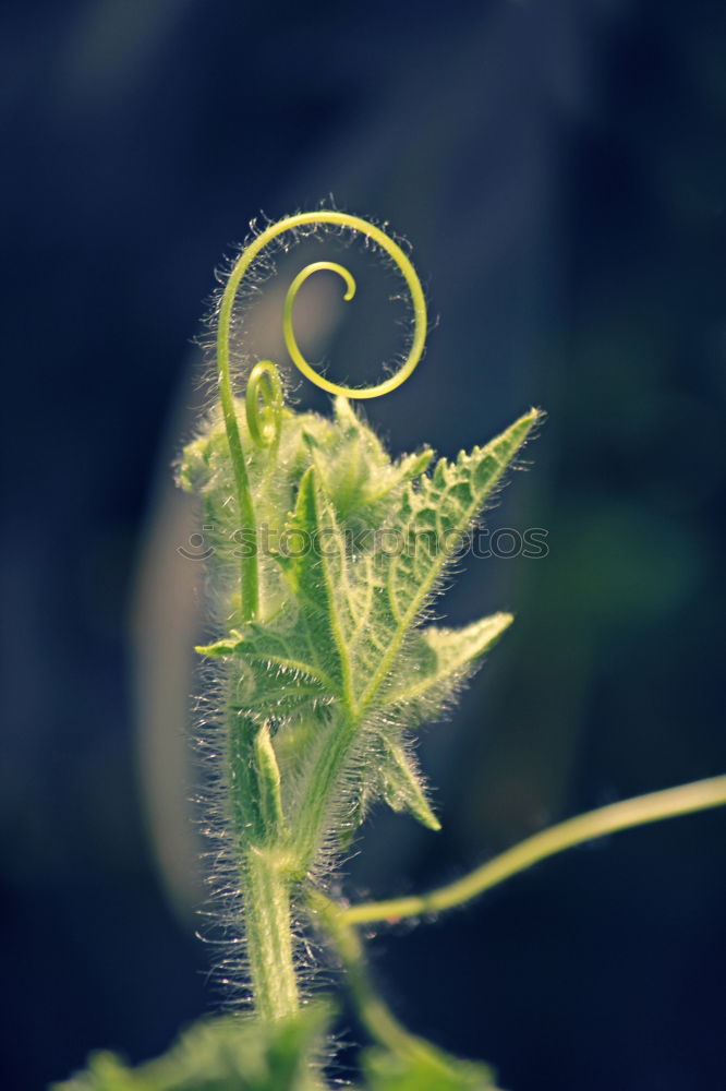 Similar – Image, Stock Photo Dill, without additives