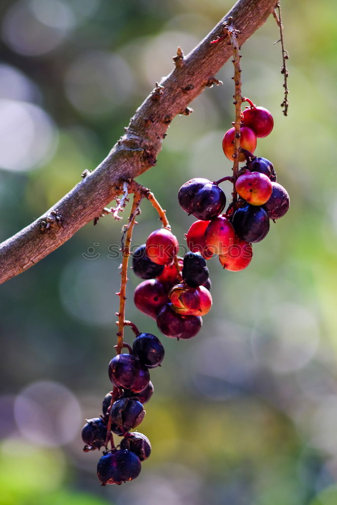 Image, Stock Photo Grapes 1 Summer