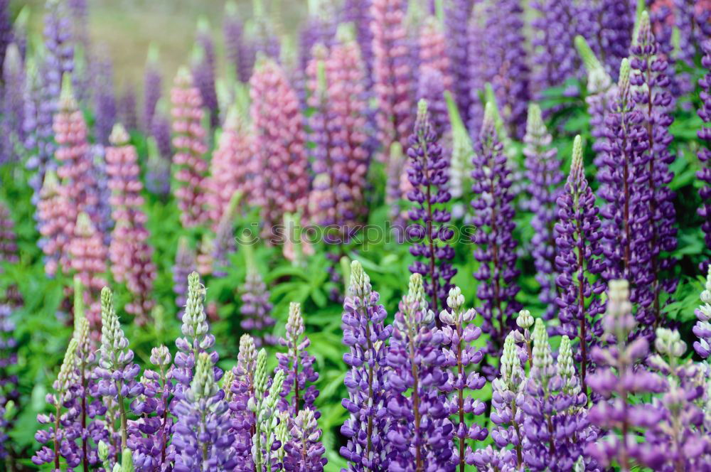 lupins Environment Nature