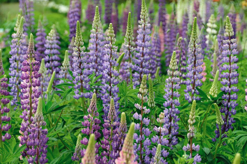 Similar – lupins Environment Nature