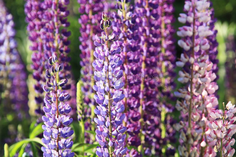 Similar – lupins Environment Nature