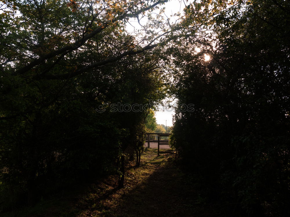 Similar – Evening sun at the lake