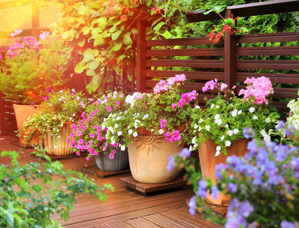 Similar – Image, Stock Photo Flower pots stand on a stone staircase on the steps at the side of the road. A garden bench stands behind it. It is autumn.