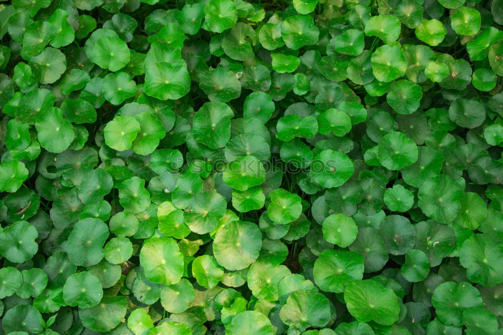 Similar – Undurchschaubar Blatt grün