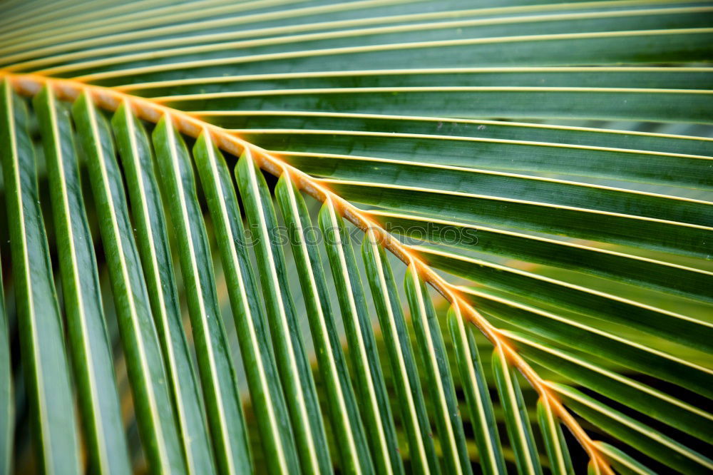 Similar – Image, Stock Photo leaf Green Leaf Plant