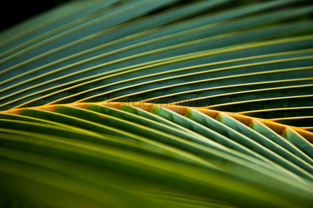 Similar – Image, Stock Photo #AS# sun kiss palm