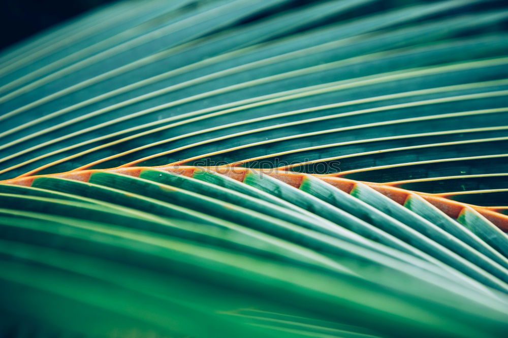 Similar – Fern Pteridopsida Green