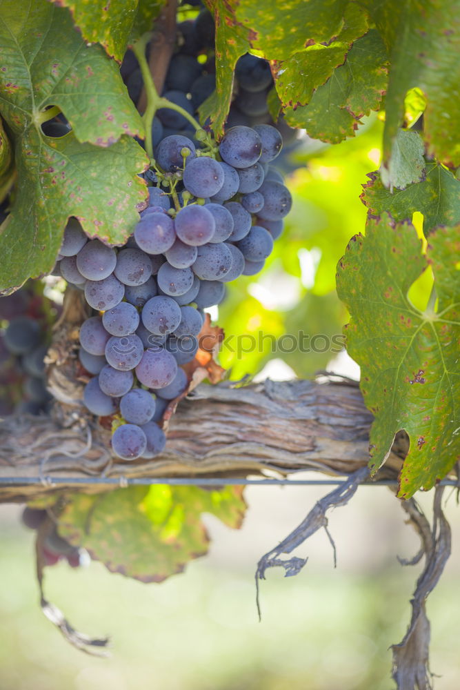 Similar – Image, Stock Photo Vineyards on sunset.