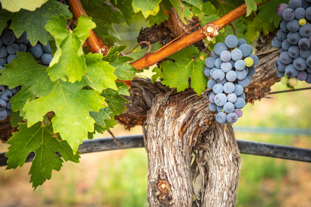 Similar – Image, Stock Photo Vineyards on sunset.