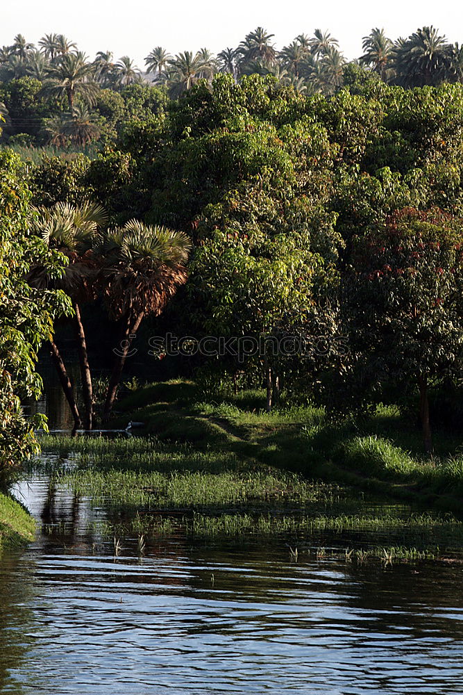 Similar – Neulich im Moor Umwelt