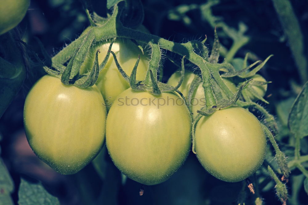 Similar – Tomate gesund Gewächshaus