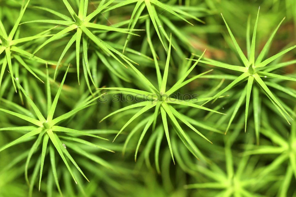 Similar – Image, Stock Photo symmetry Garden Gardening