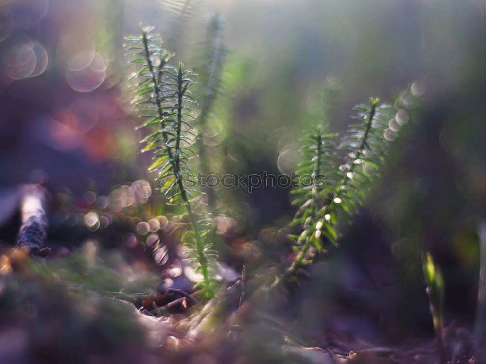 Similar – Image, Stock Photo lawn edge Exterior shot