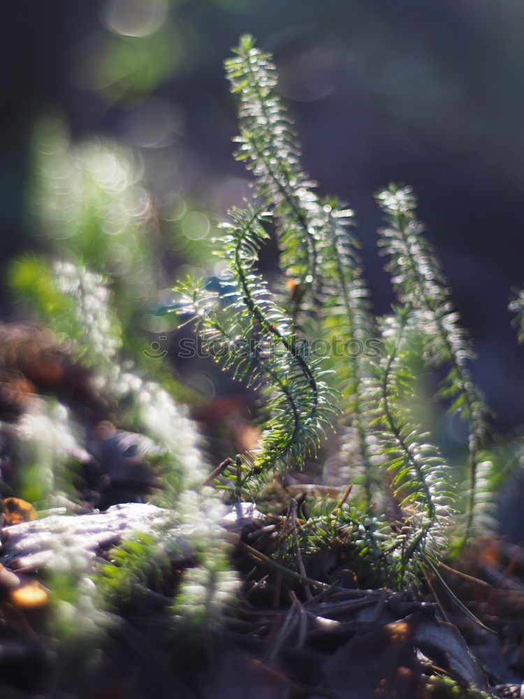 Similar – Image, Stock Photo Close-up berries in forest