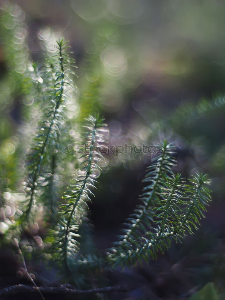 Similar – fir cones Nature Tree