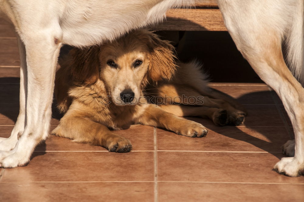 Similar – Image, Stock Photo The Chinese Dog Kitchen