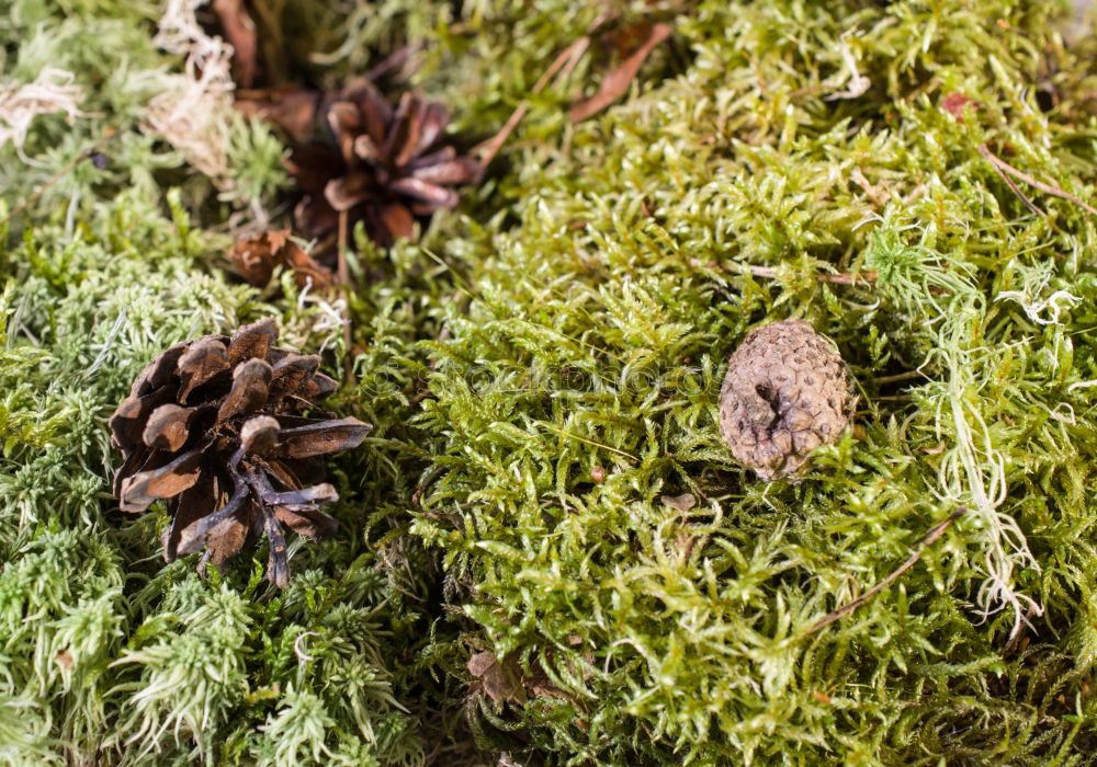 Similar – ants Ant Leaf Nest