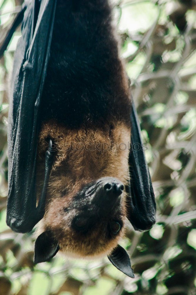 Image, Stock Photo still tired Animal