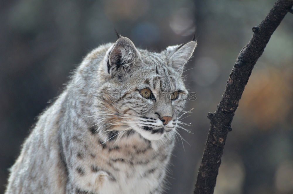 Similar – The Lynx I Style Nature