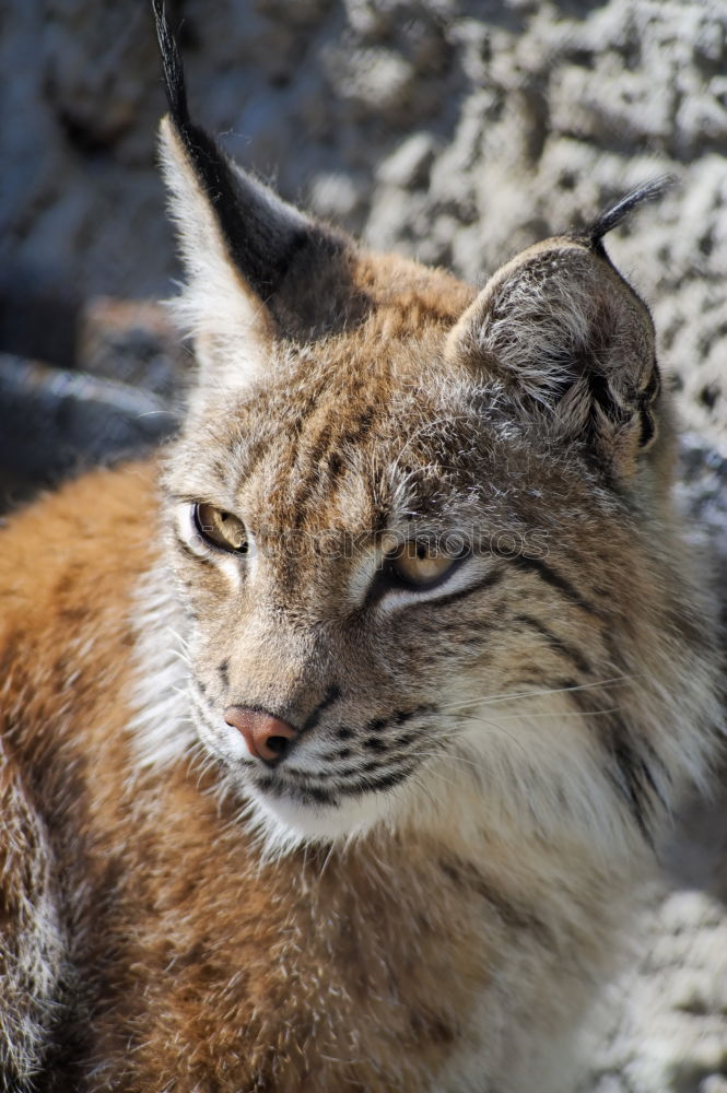 Similar – The Lynx I Style Nature