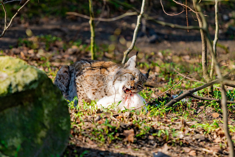 Similar – Tired Fox Environment