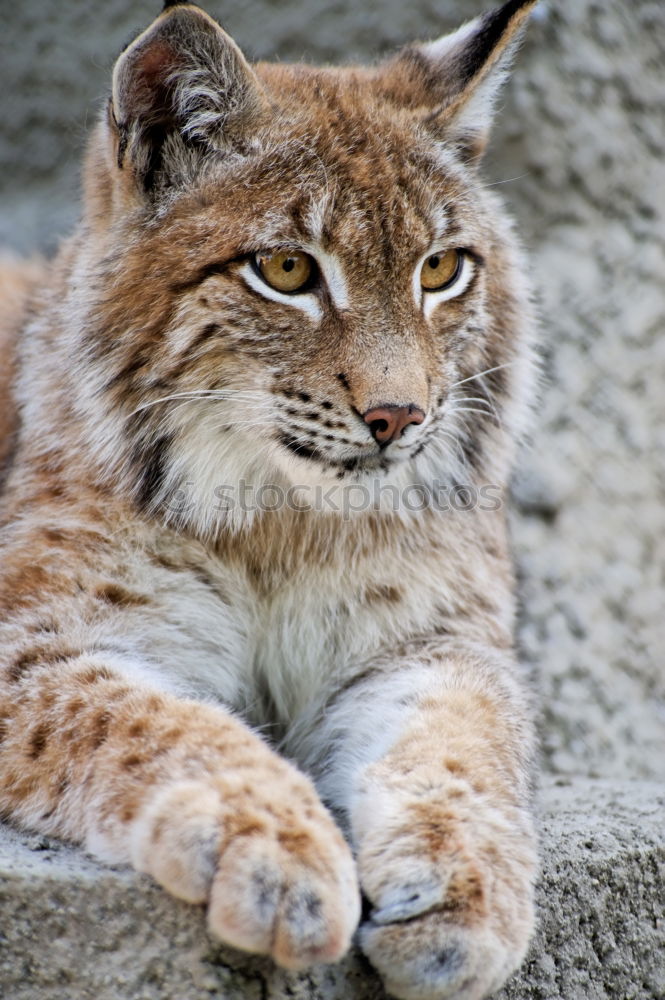 Similar – Lynx Lynx Animal face Pelt