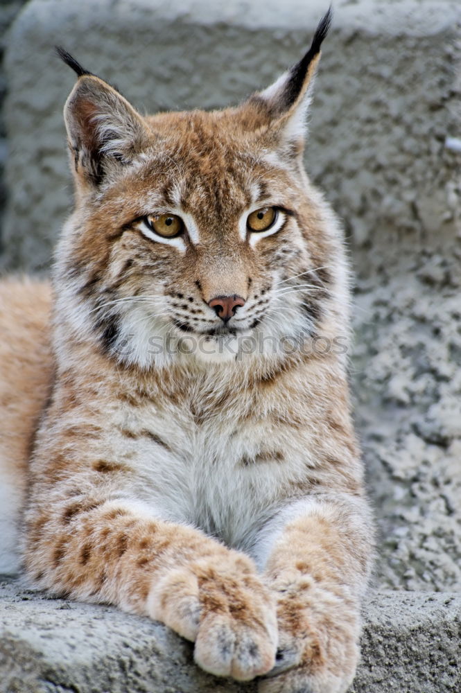 Similar – Lynx Lynx Animal face Pelt