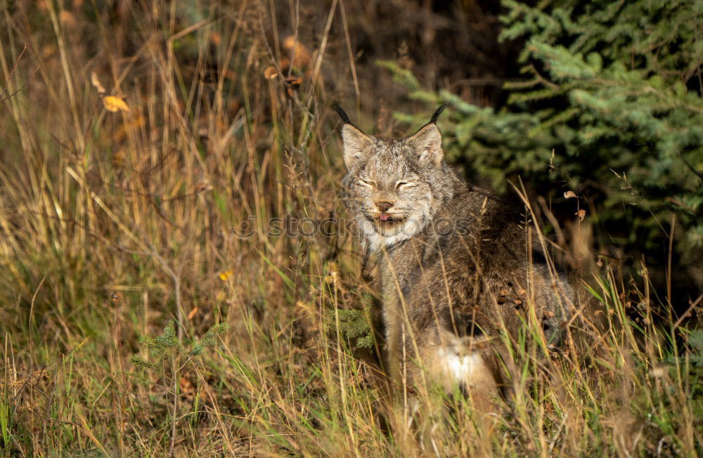 Similar – …what big ears have you got?