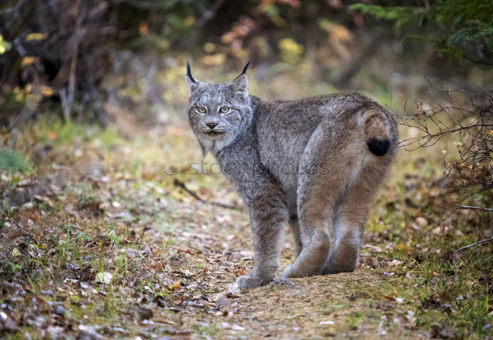 Image, Stock Photo lynx Vacation & Travel